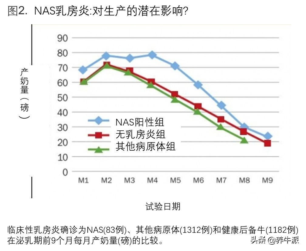母牛乳房炎是什么菌引起,牛二级乳房炎的症状与表现