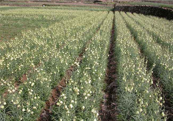 土贝母怎么育种,土贝母怎么养