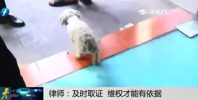 宠物狗买回来过几天病死怎么维权,厦门宠物店