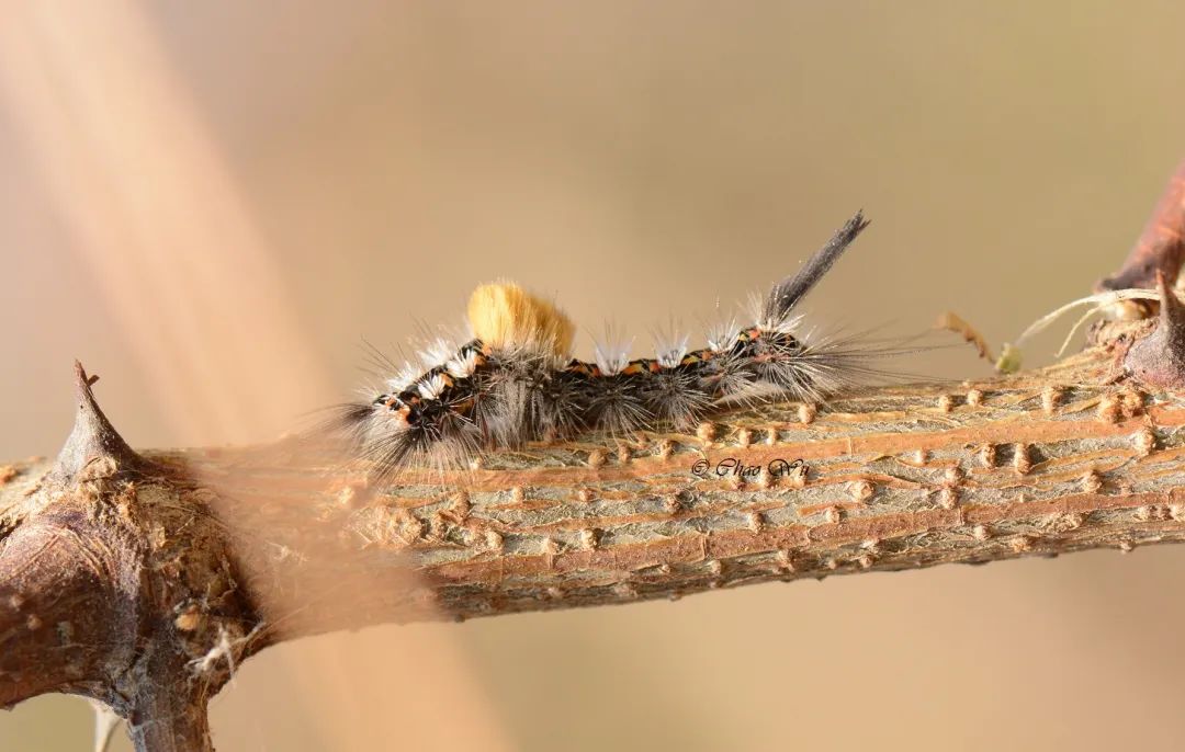 野外郊游怎样防蚊虫叮咬,夏季虫子叮咬科普视频