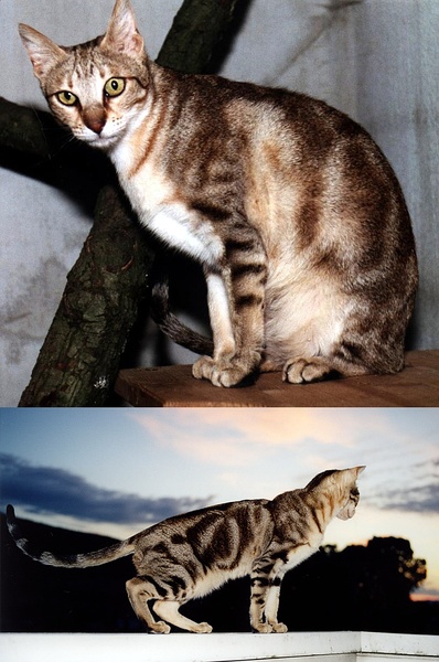 名贵猫咪的品种及图片大全,十大名贵猫咪品种排行榜