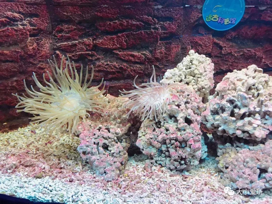 开放首日实探国家海洋博物馆，史上最抢手博物馆究竟长什么样