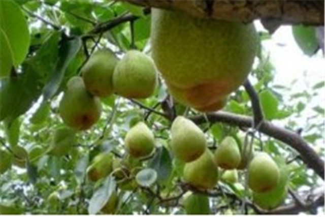 新疆库尔勒香梨怎么种植,库尔勒香梨几年丰产