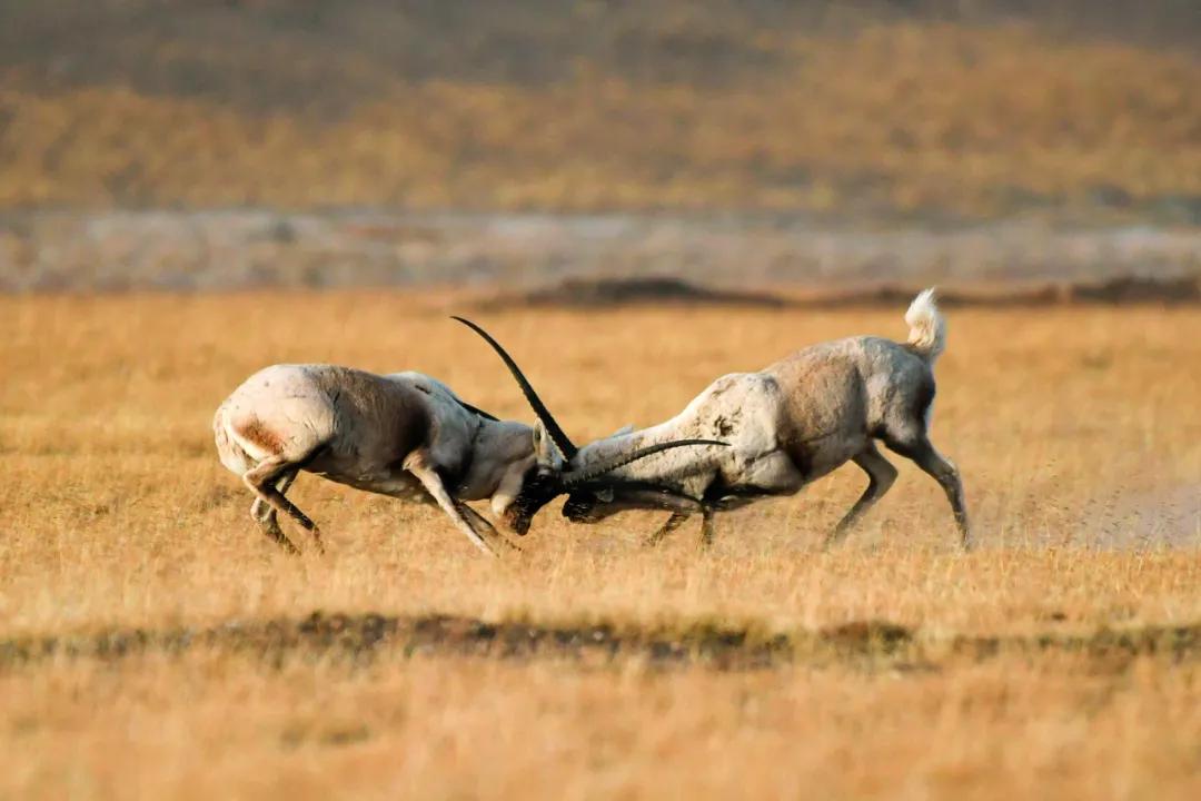 藏羚羊30万一只,藏羚羊30万只了为啥还濒危