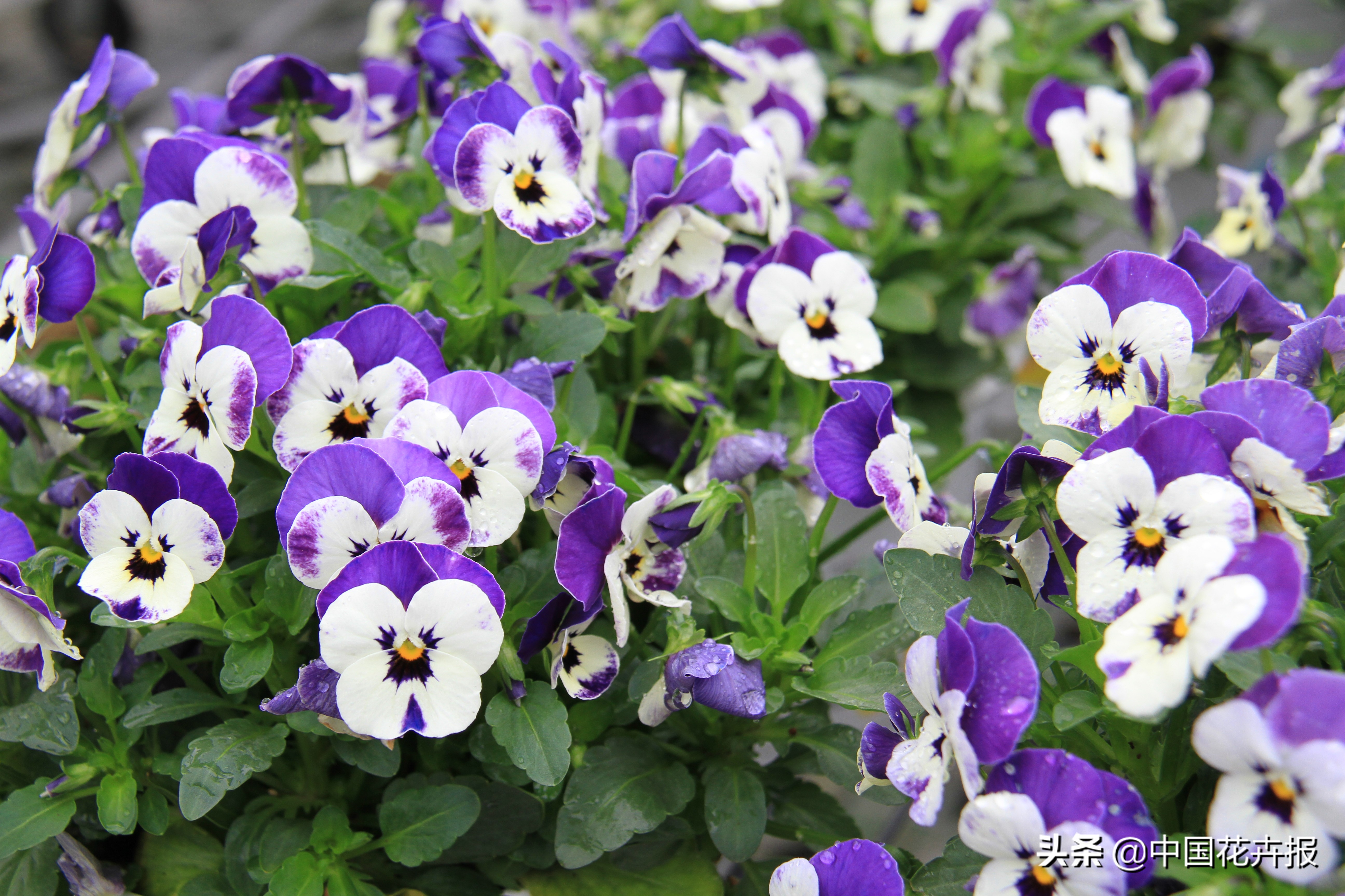适合花园的花花草草,如何打造四季都有花的花园