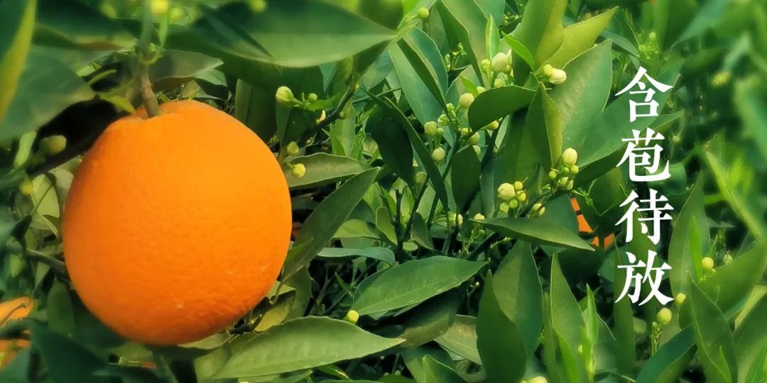 秭归夏橙和伦晚橙的区别,秭归伦晚帝王橙