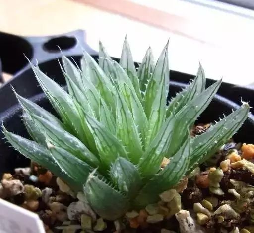 多肉早安图片大全,多肉大全100图