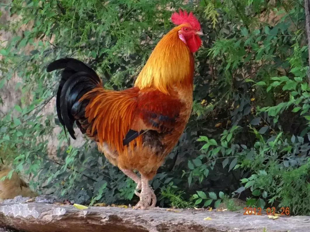 公鸡产精技术,鸡种蛋孵化技术