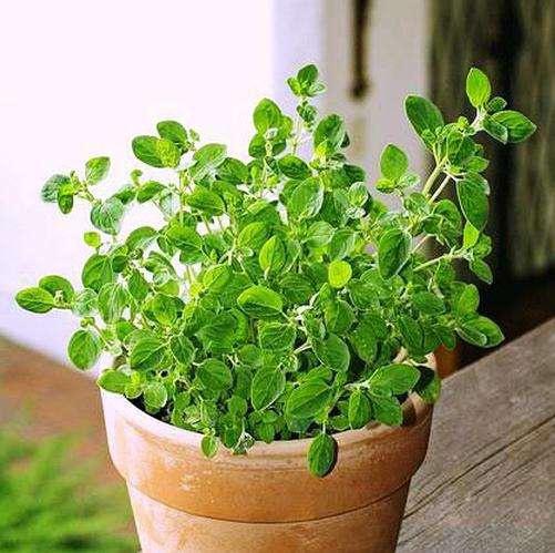 可以食用的香料植物,农村可以炒菜当香料的植物