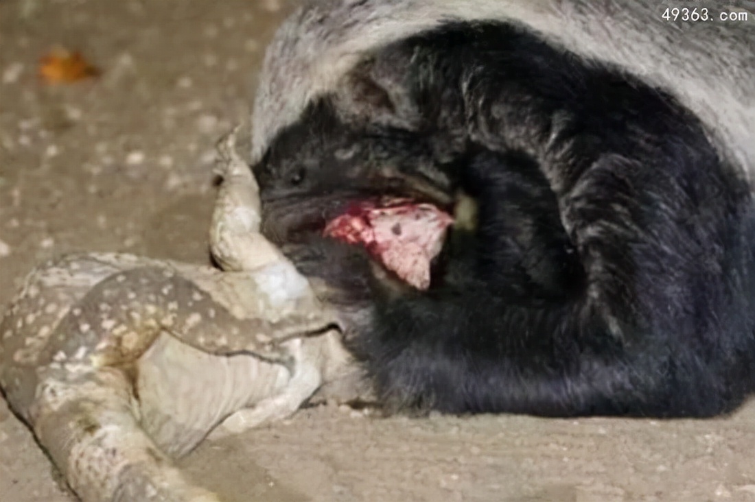 平头哥蜜獾哪个国家让养,为什么蜜獾被称为平头哥