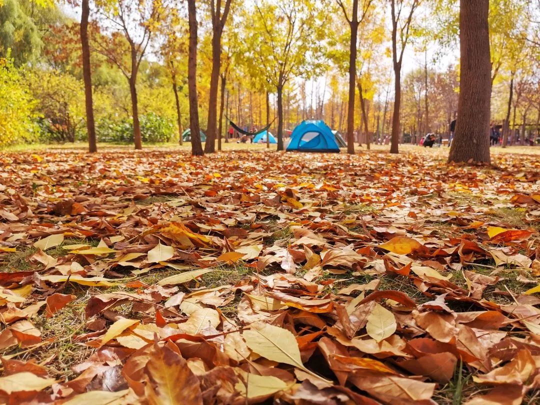 夏日好去处济南森林公园,济南森林公园雪景