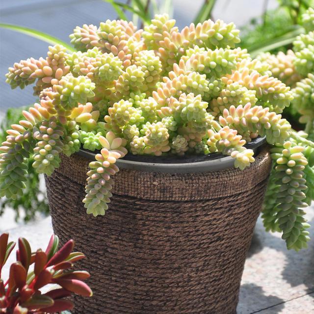 玉缀开花了怎么处理,玉缀叶子变黄掉光怎么办