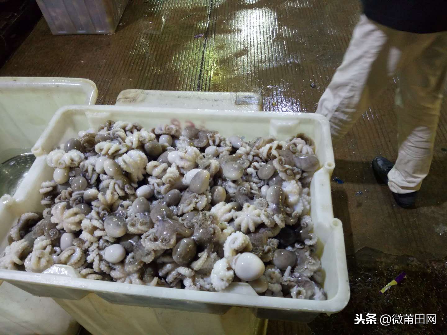 莆田的海鲜批发市场,莆田最大的海产品批发市场在哪里