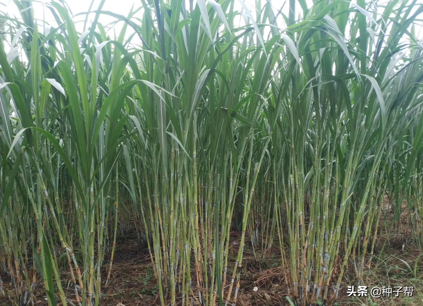 皇竹草适合哪里长,皇竹草适合养殖什么