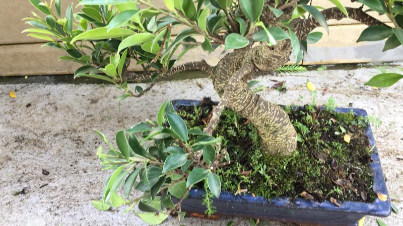 苹果盆景修剪技巧图解,新手也能学会的修剪盆景技巧