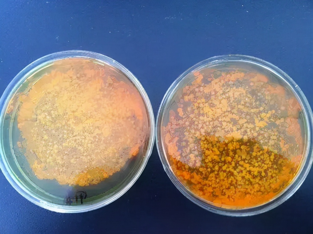 白露养虾的正确方法,白露节水产养殖方法