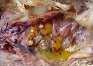 鸡大肠杆菌打什么针最好,大肠杆菌特效药