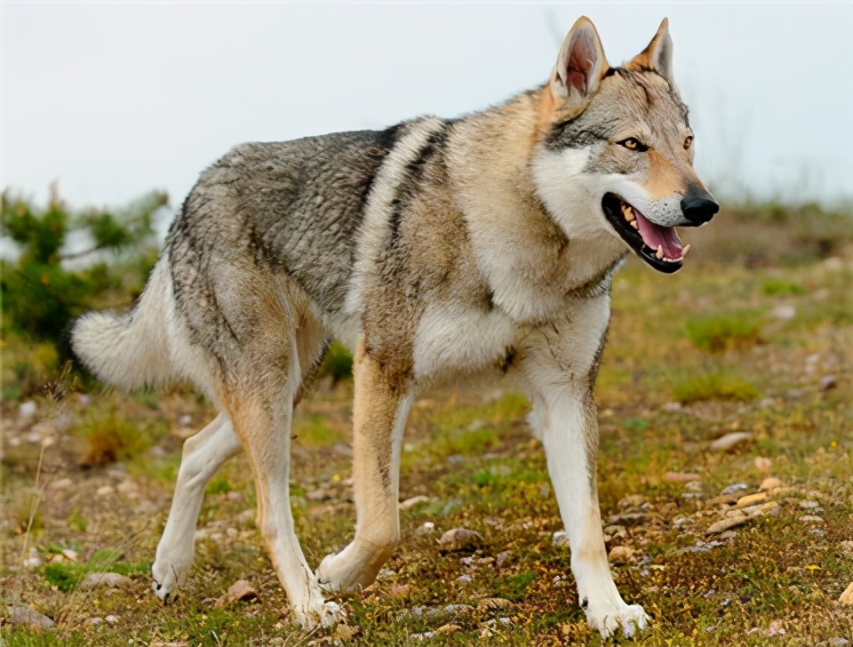 4种不适合养的狗狗你中招了吗,国内禁止饲养的狗狗都有哪些