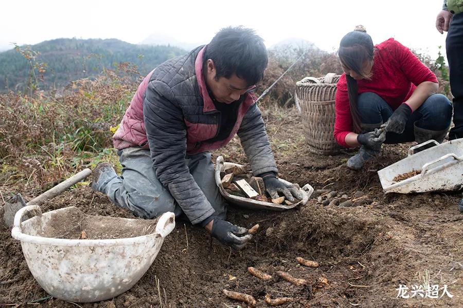 达州道地药材天麻,正宗中药材天麻