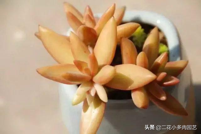 365种·常见花卉图谱，观果和多肉植物收藏篇