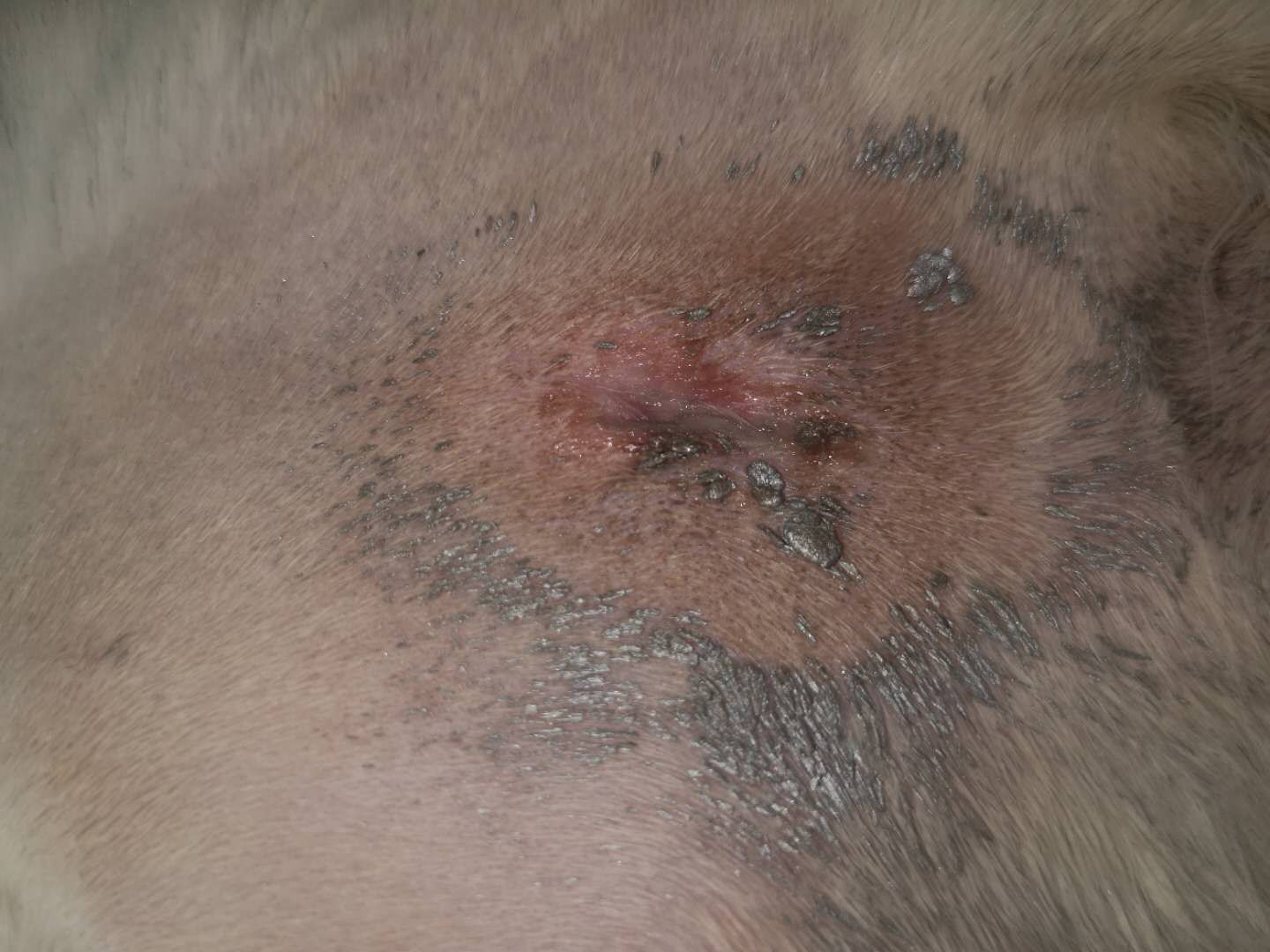 母猫剖腹产绝育脂肪液化是什么样,母猫绝育后脂肪液化图片