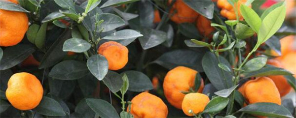 桔子树叶黄什么原因,桔子树叶子枯萎卷曲且发黄