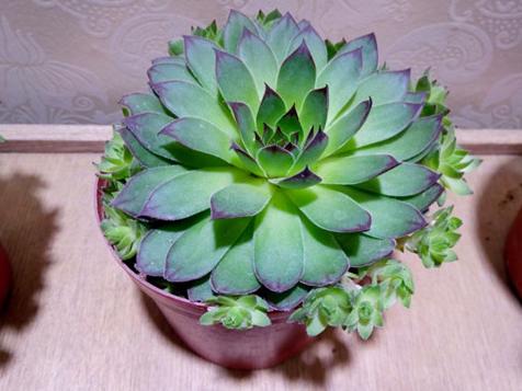 观音莲的禁忌和副作用,观音莲风水上有忌讳吗