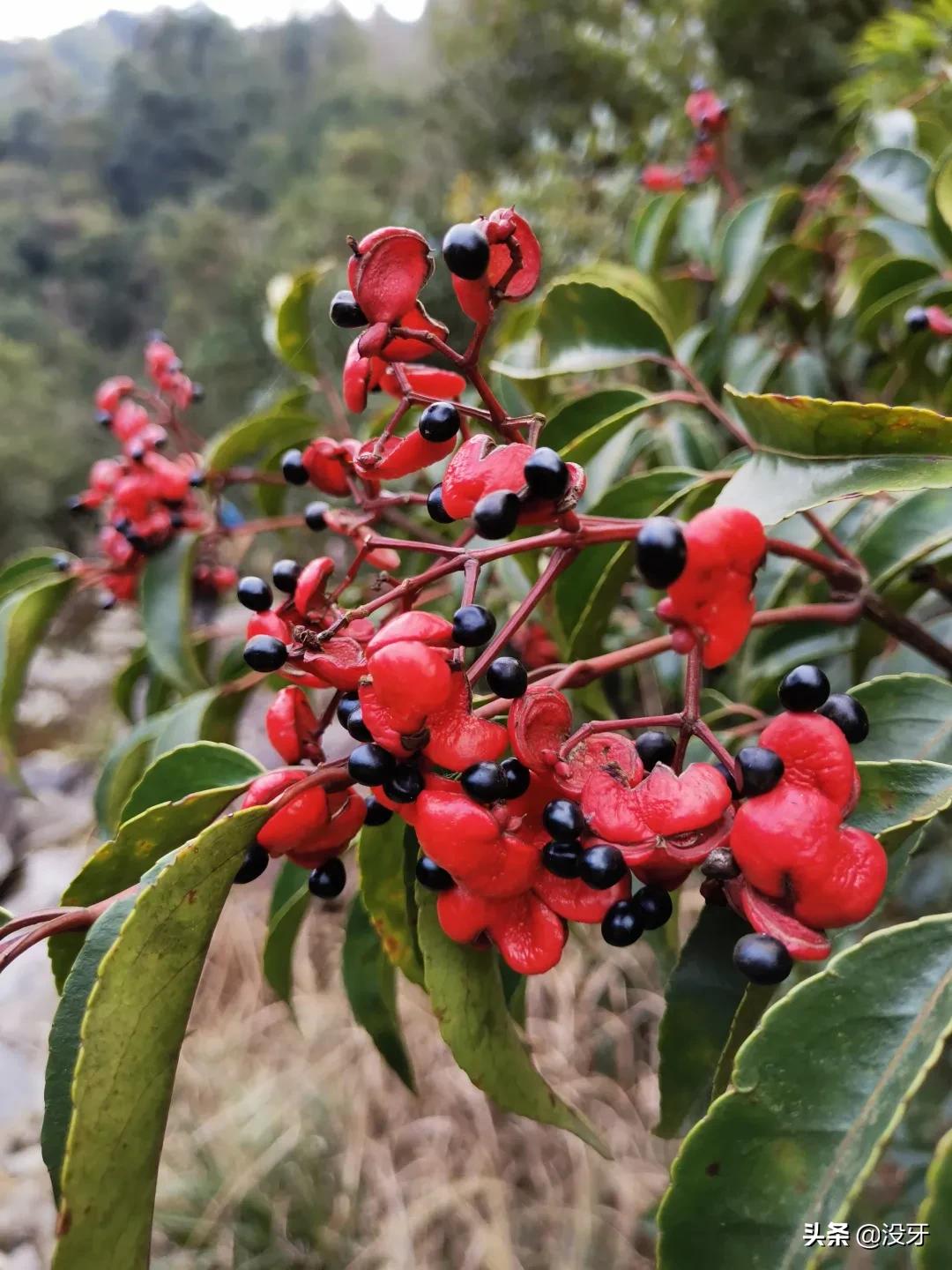 罗源管柄溪钓鱼,罗源管柄溪介绍