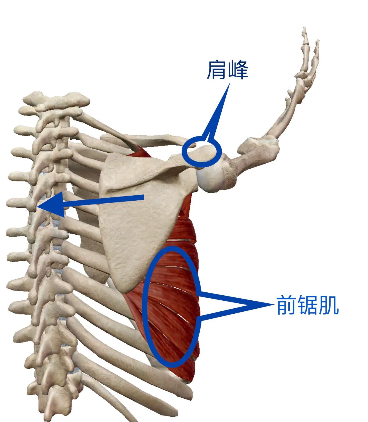 后背麻疼,后背麻疼选择哪种方法治