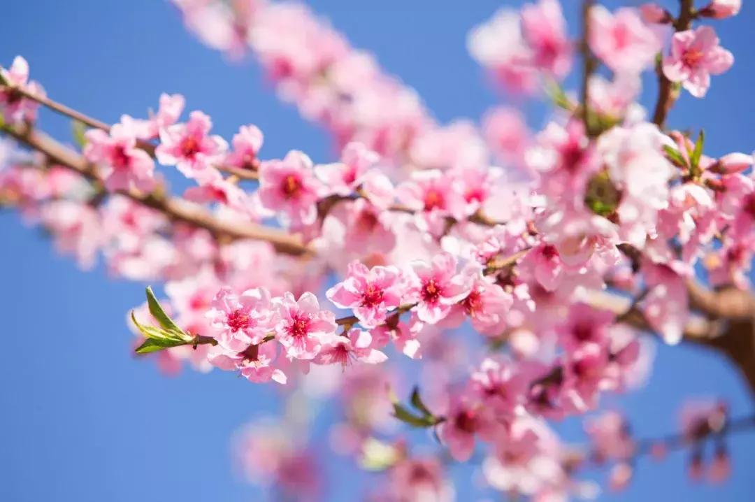 染井吉野樱花江浙沪,染井吉野樱花期10天
