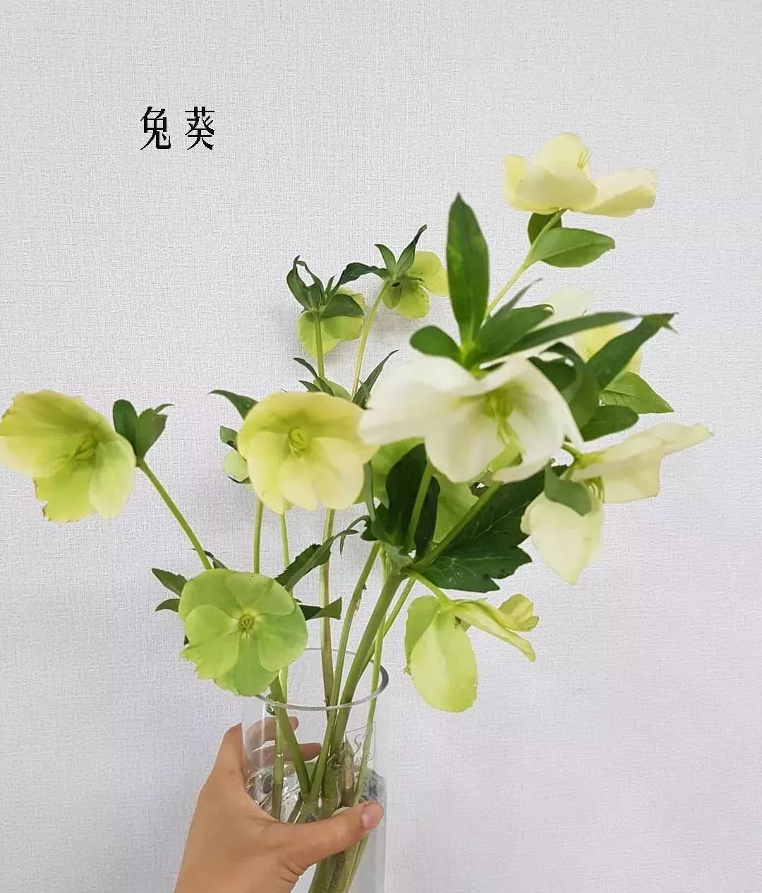 鲜花店常见花材品种大全,花店里同款的两种不同价格的花材