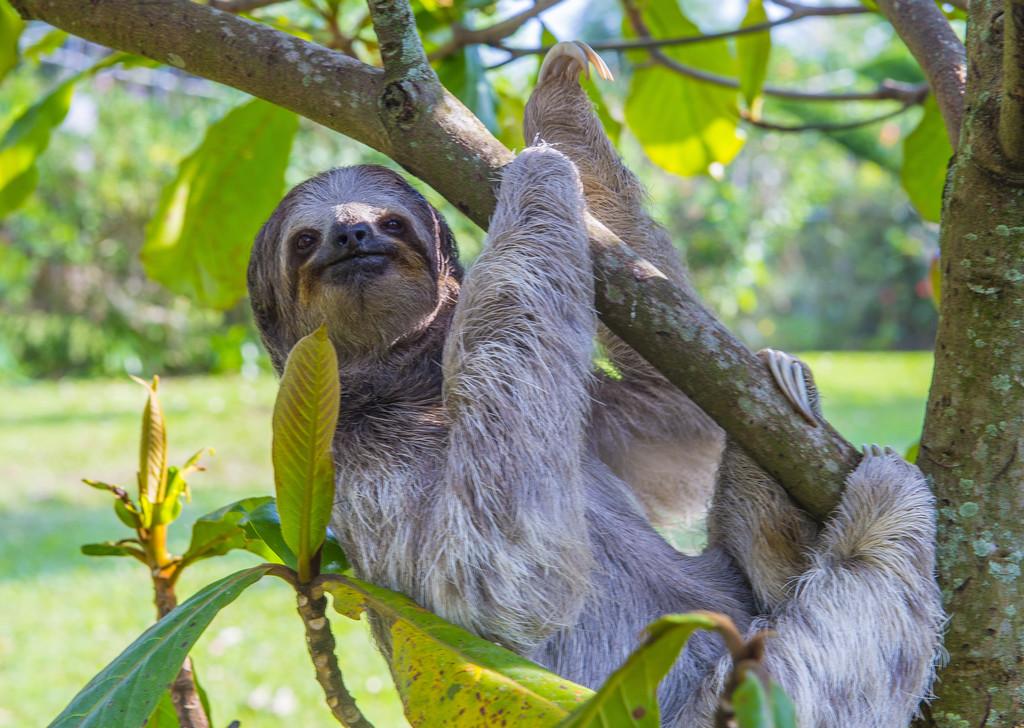 盘点那些比你想象中还可爱的动物,你可能从未听说过的六种可爱动物