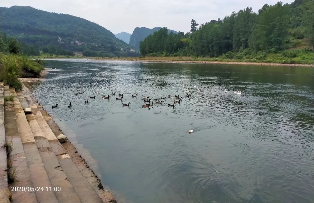 张家界的莓茶是什么植物,张家界的特级莓茶40克多少钱一盒