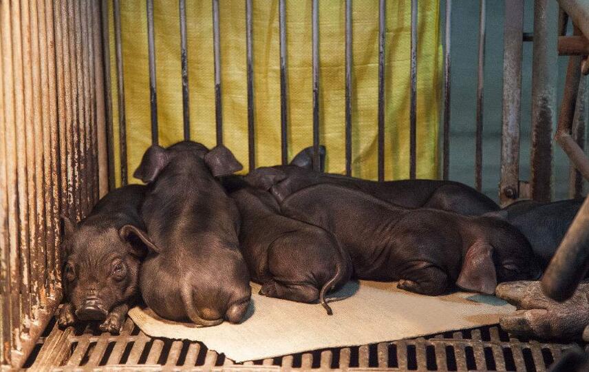 土方法治小猪拉稀最好最快方法,断奶仔猪呕吐拉稀怎么治疗