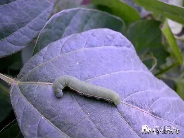 新版西瓜病虫害解决方案,2020西瓜病害视频