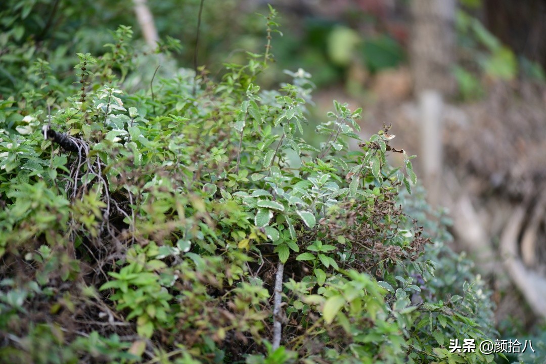 零下9度来袭，花园里的绿色是那么动人|园丁