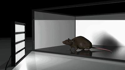 40赫兹预防老年痴呆音乐,新发现有望治疗阿尔茨海默病