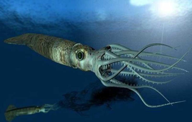 日本海滩惊现大量乌贼尸体,日本海岸线发现巨型乌贼