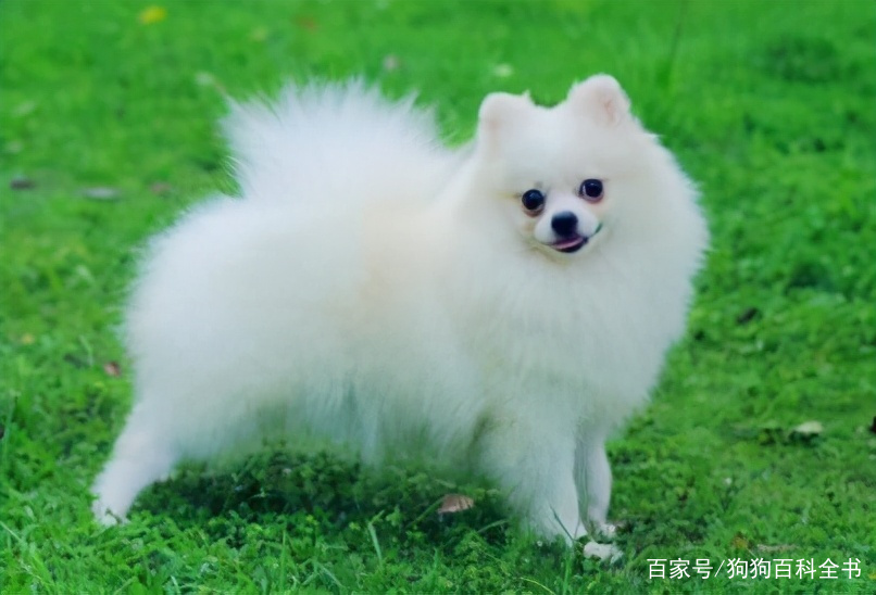 博美泪痕去除药有哪些,给博美去除泪痕五个简单办法图