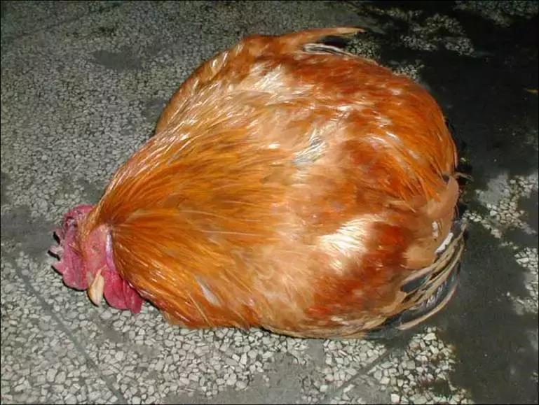 近期鸡病情况,鸡近期高发病