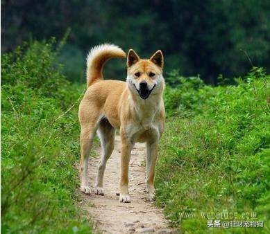 国内最受欢迎的宠物狗品种是什么,现在最受欢迎的宠物狗品种排名