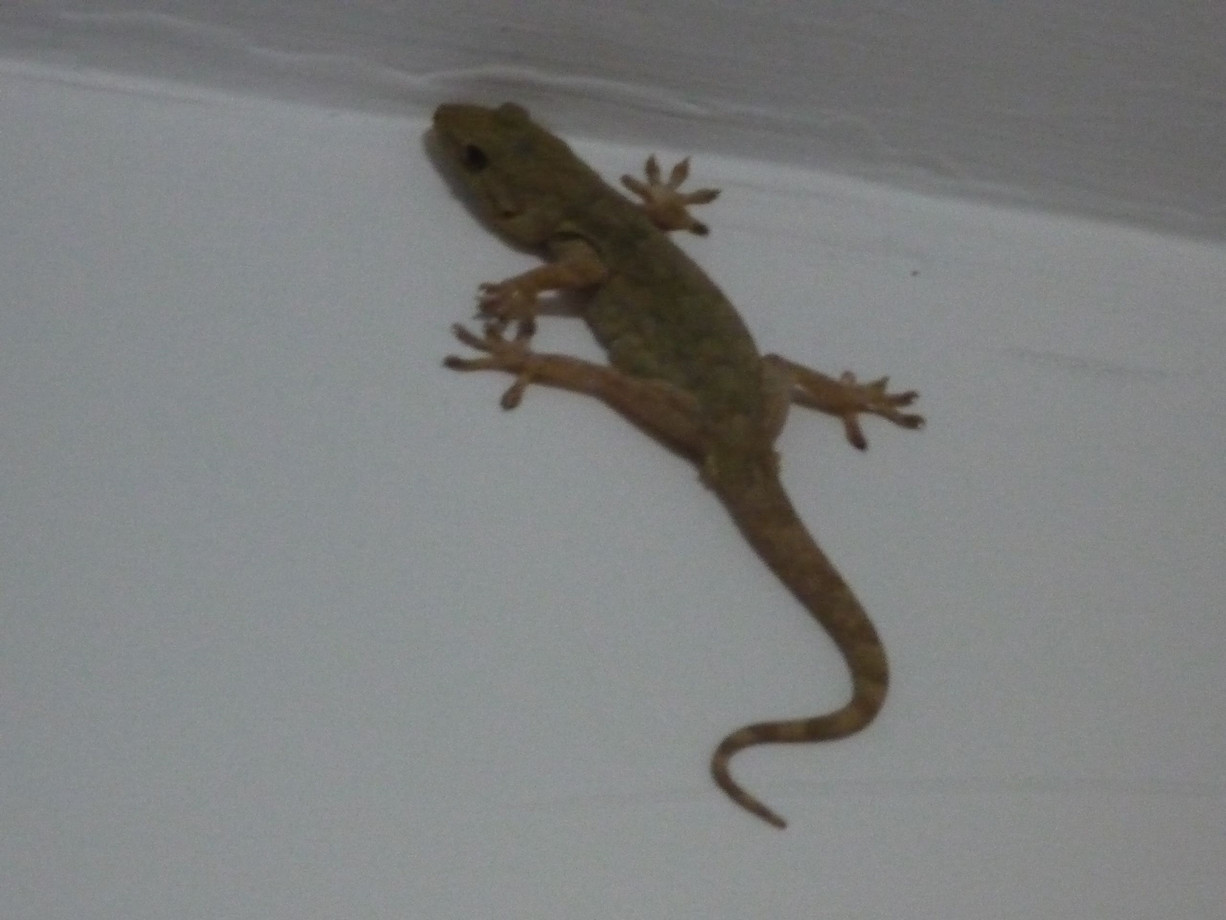 人畜无害的壁虎为什么无毒,壁虎为什么成为五毒之首