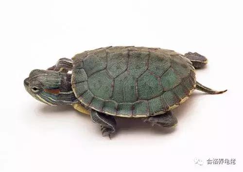 每周一龟｜致敬巴神，物美价廉的普通彩龟
