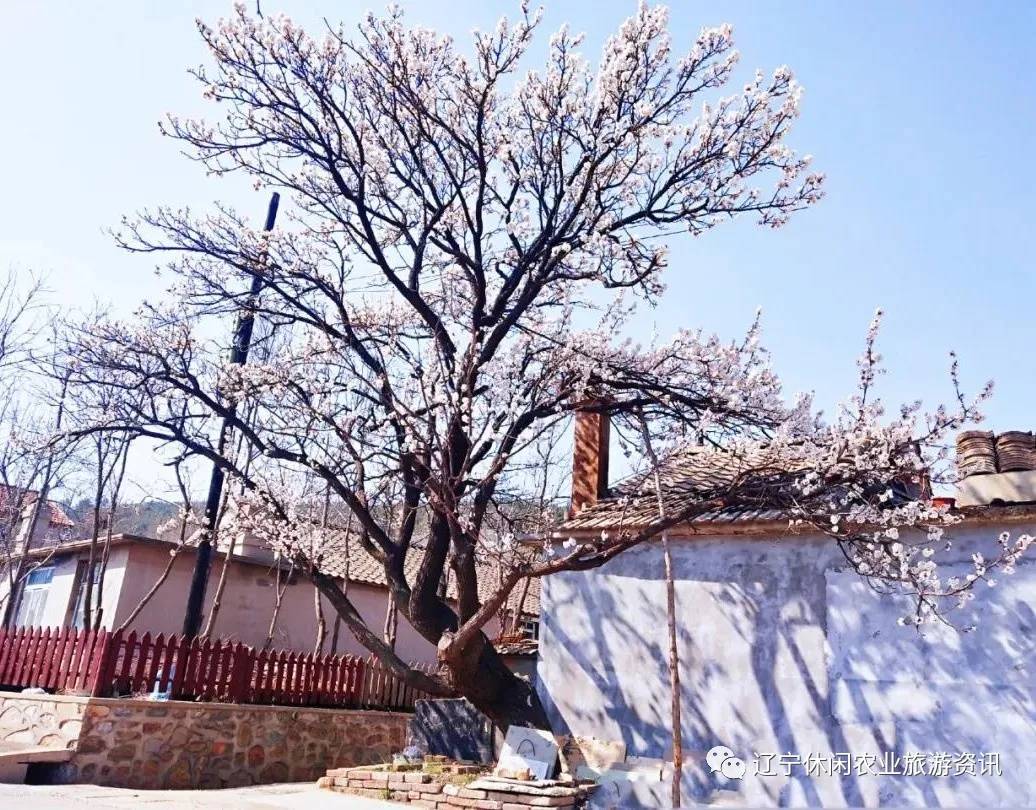 旅顺杏花村风景,旅顺杏花微雨醉春风