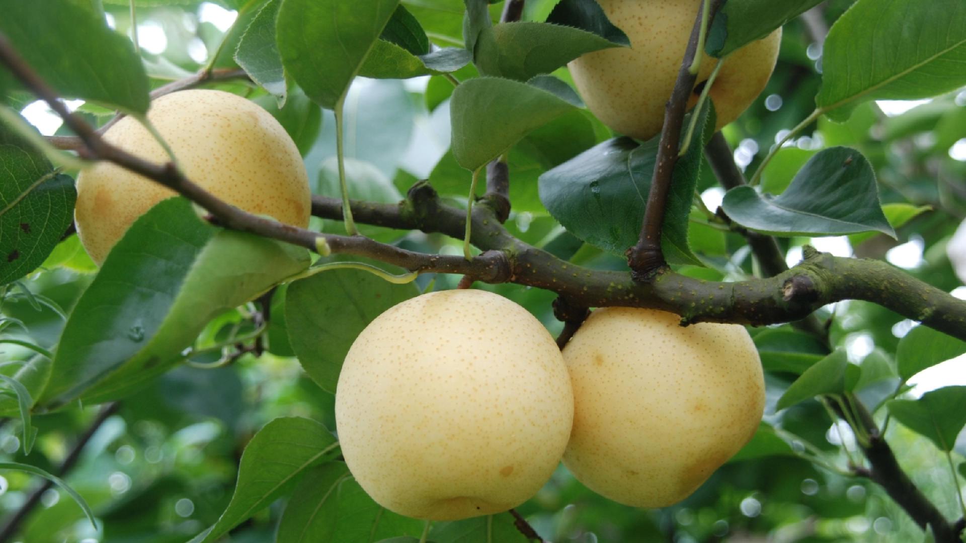 秋季这几种水果吃多了很养人,秋季绝不能多吃的10种水果