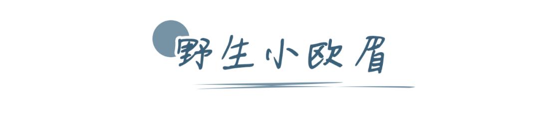 野生眉流行吗,野生眉和小欧眉的对比图