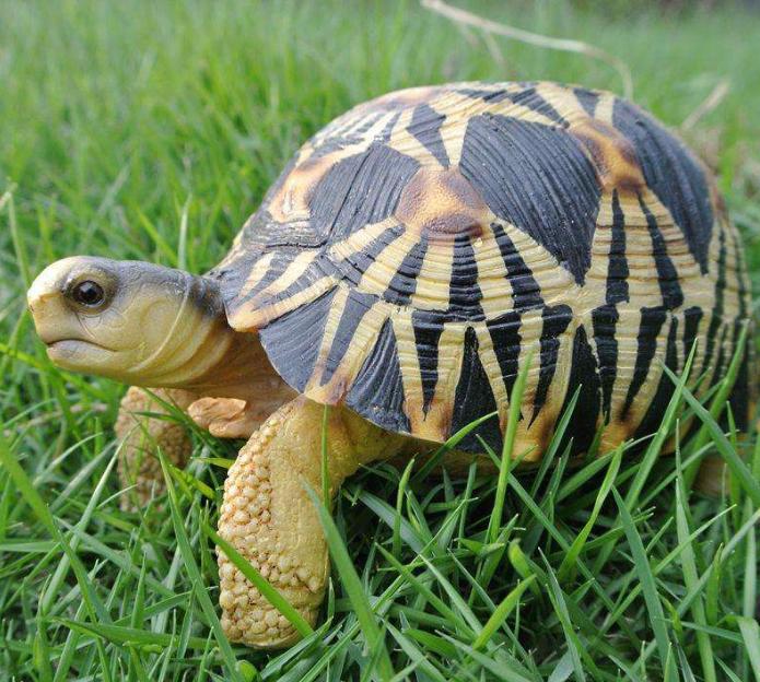 宠物龟常见疾病及治疗方法,关于乌龟感冒肺炎的一些问题