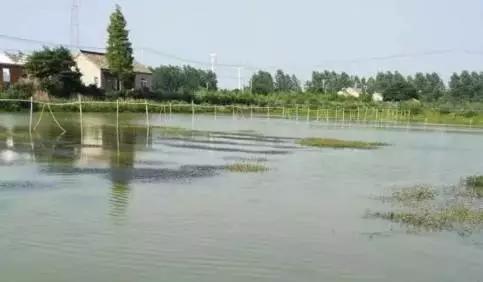 河蟹杀过纤毛虫多久能换水,河蟹纤毛虫可以用硫醚沙星吗