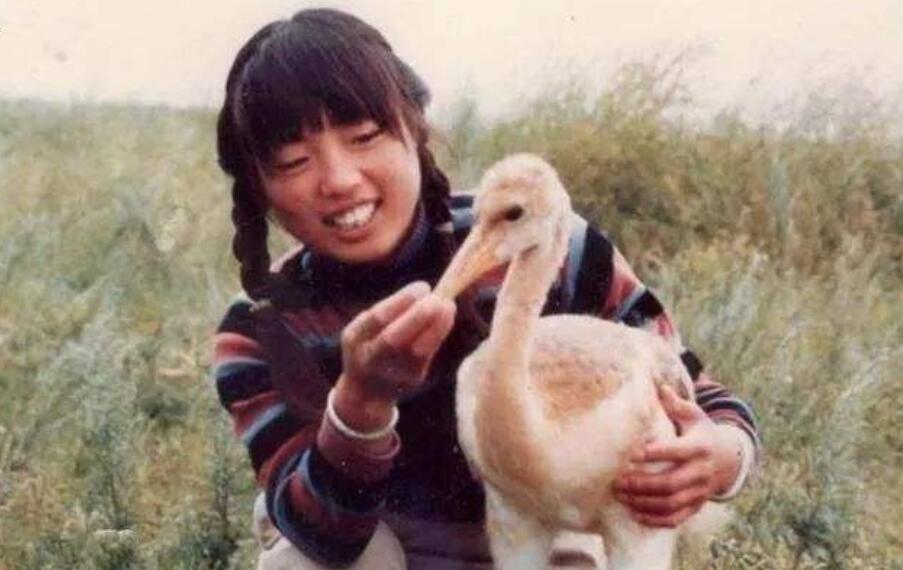 丹顶鹤的顶真的有剧毒吗,丹顶鹤顶红是什么原因