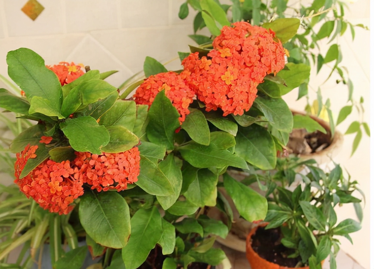 适合养在室内的红色花植物,大红色花盆栽什么植物好看